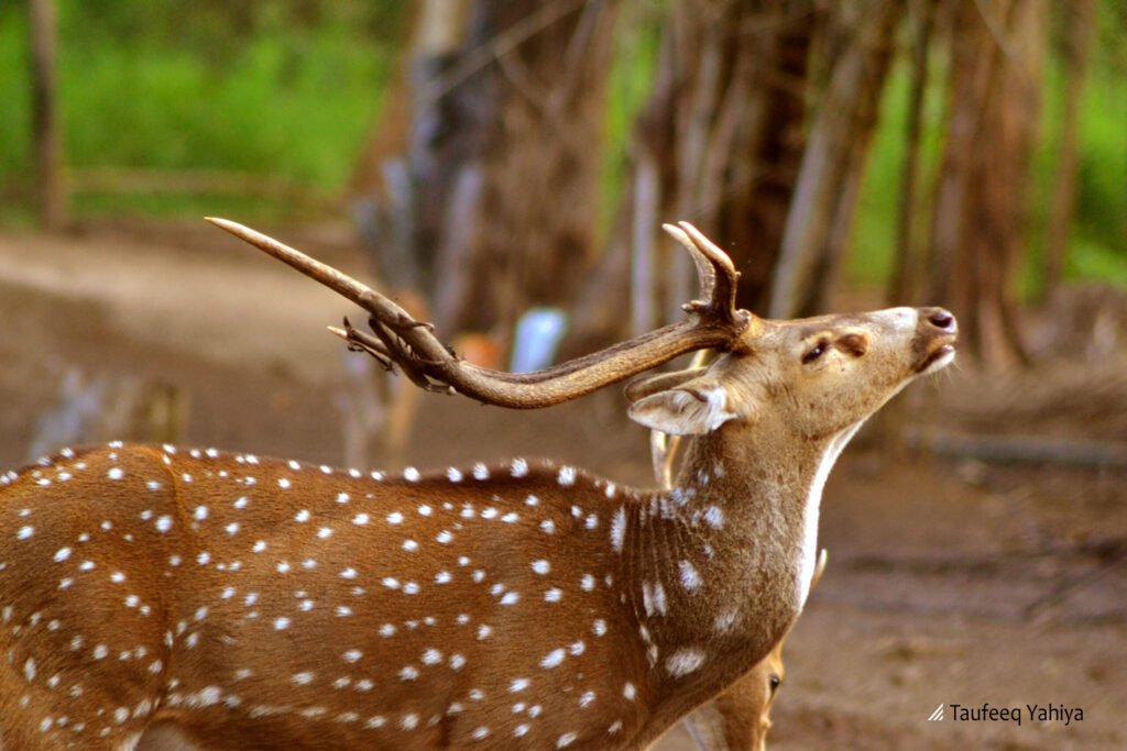 About Coorg Coorg - Cheetal Deer