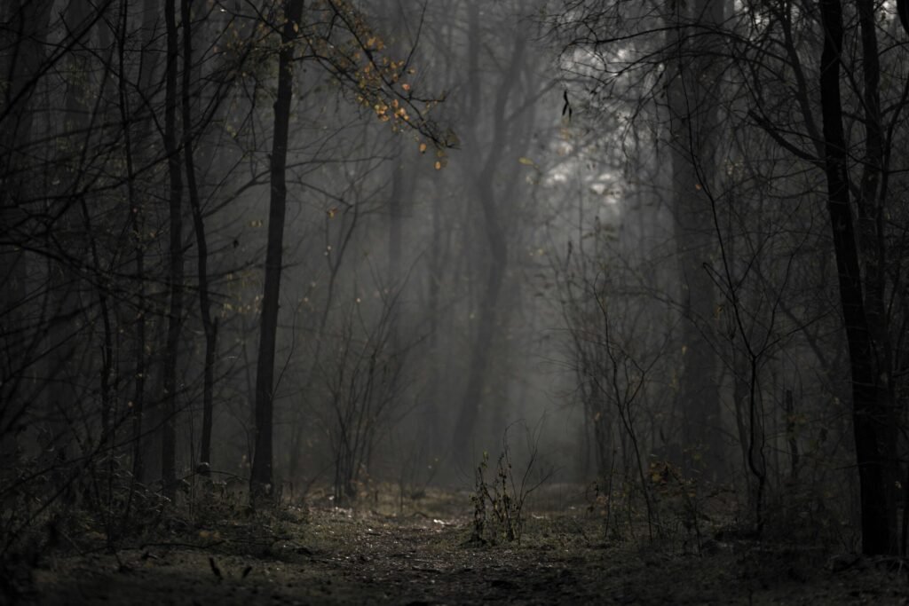 A mysterious path through a foggy forest, evoking a moody autumn atmosphere.