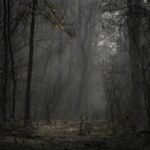 A mysterious path through a foggy forest, evoking a moody autumn atmosphere.