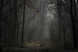 A mysterious path through a foggy forest, evoking a moody autumn atmosphere.