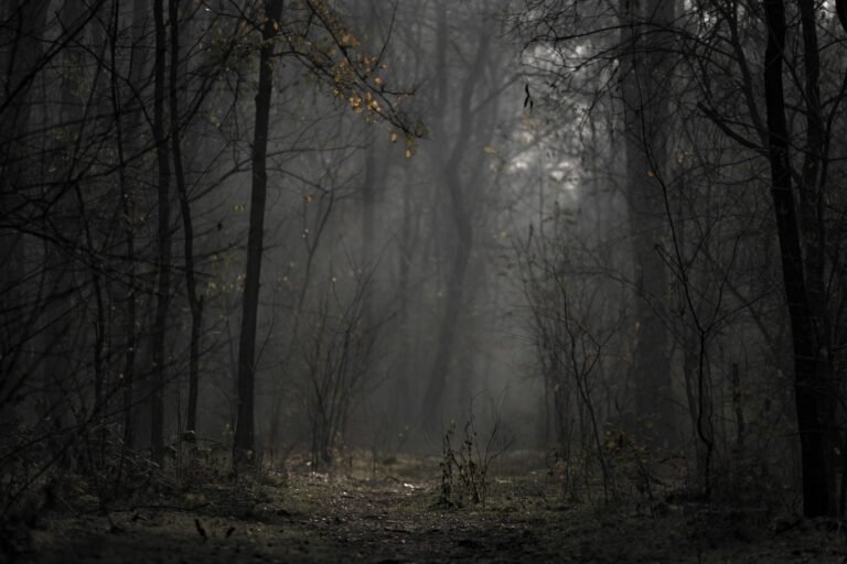 A mysterious path through a foggy forest, evoking a moody autumn atmosphere.